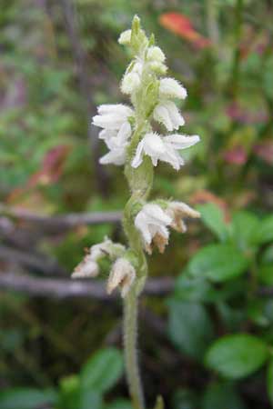 Goodyera repens \ Kriechendes Netzblatt / Creeping Lady's-Tresses, S  Norra Kvill 11.8.2009 