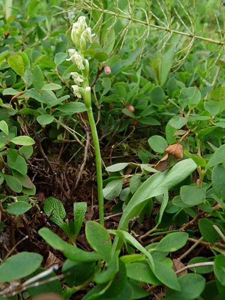 Platanthera oligantha \ Wenigblütige Waldhyazinthe / Blunt-Leaved Orchid, Small Northern Bog Orchid, S  Abisko 9.7.2016 (Photo: Christoph Gerbersmann)