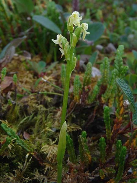Platanthera oligantha \ Wenigblütige Waldhyazinthe / Blunt-Leaved Orchid, Small Northern Bog Orchid, S  Abisko 3.7.2016 (Photo: Christoph Gerbersmann)