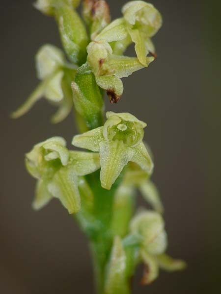 Platanthera oligantha / Blunt-Leaved Orchid, Small Northern Bog Orchid, S  Abisko 8.7.2016 (Photo: Christoph Gerbersmann)