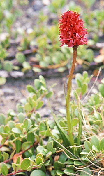 Nigritella runei \ Braut-Kohlröschen, S  Rodingnassat 15.7.2006 (Photo: Jan & Liesbeth Essink)