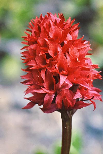 Nigritella runei \ Braut-Kohlröschen / Rune's Vanilla Orchid, S  Rodingnassat 15.7.2006 (Photo: Jan & Liesbeth Essink)