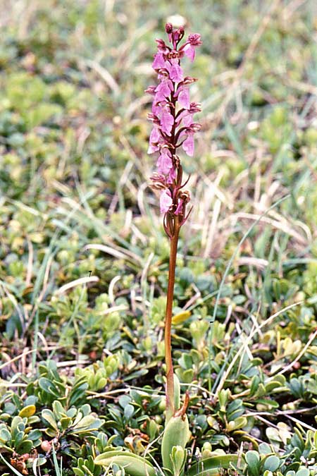 Orchis spitzelii \ Spitzels Knabenkraut (forma gotlandica), S  Gotland, Harudden 3.6.2005 (Photo: Jan & Liesbeth Essink)
