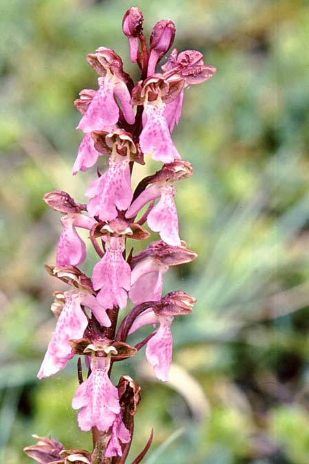 Orchis spitzelii \ Spitzels Knabenkraut / Spitzel's Orchid (forma gotlandica), S  Gotland, Harudden 3.6.2005 (Photo: Jan & Liesbeth Essink)