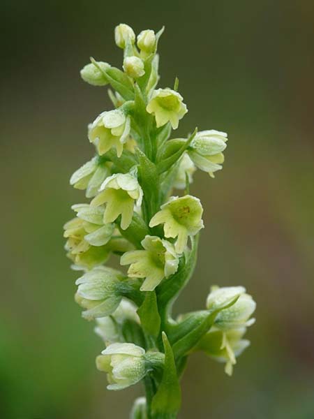 Pseudorchis albida subsp. straminea \ Nordische Höswurz / White Mountain Orchid, Vanilla-Scent Bog Orchid, S  Abisko 3.7.2016 (Photo: Christoph Gerbersmann)