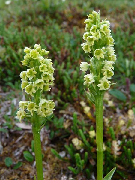 Pseudorchis albida subsp. straminea \ Nordische Höswurz / White Mountain Orchid, Vanilla-Scent Bog Orchid, S  Abisko 3.7.2016 (Photo: Christoph Gerbersmann)