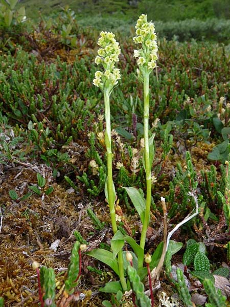 Pseudorchis albida subsp. straminea \ Nordische Höswurz / White Mountain Orchid, Vanilla-Scent Bog Orchid, S  Abisko 3.7.2016 (Photo: Christoph Gerbersmann)