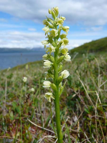 Pseudorchis albida subsp. straminea \ Nordische Höswurz / White Mountain Orchid, Vanilla-Scent Bog Orchid, S  Abisko 4.7.2016 (Photo: Christoph Gerbersmann)