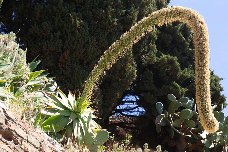 Agave attenuata \ Drachenbaum-Agave, Elefantentrompete / Foxtail Agave, Elephant's Trunk, Sizilien/Sicily Taormina 26.4.2016 (Photo: Uwe & Katja Grabner)