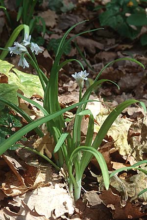 Allium triquetrum \ Glckchen-Lauch / Three-cornered Garlic, Sizilien/Sicily Isnello 6.4.1998
