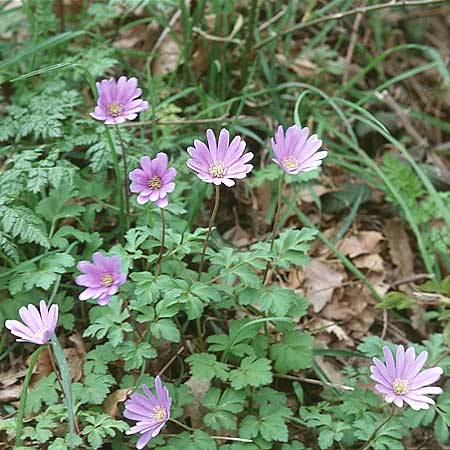 Anemone apennina \ Apennin-Windrschen, Sizilien Nebroden 1.5.1998