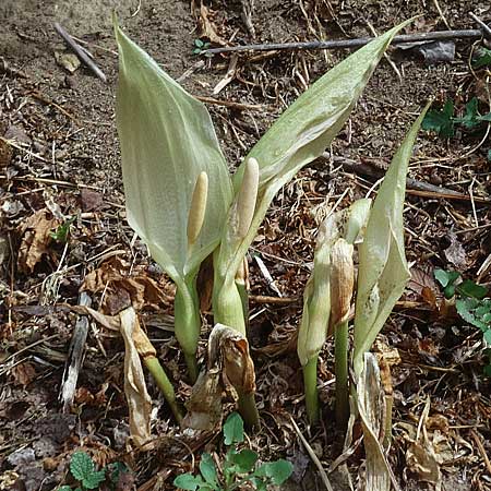 Arum italicum \ Italienischer Aronstab / Italian Lords and Ladies, Sizilien/Sicily Piazza Armerina 2.4.1998