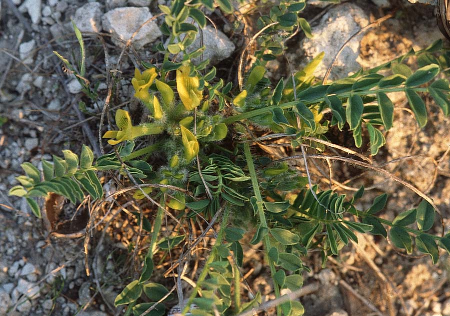 Astragalus caprinus \ Ziegen-Tragant / Goat Milk-Vetch, Sizilien/Sicily Niscemi 14.3.2002