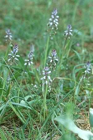 Bellevalia dubia \ Zweifelhafte Hyazinthe / Doubtful Squill, Sizilien/Sicily Cammerata 29.4.1998