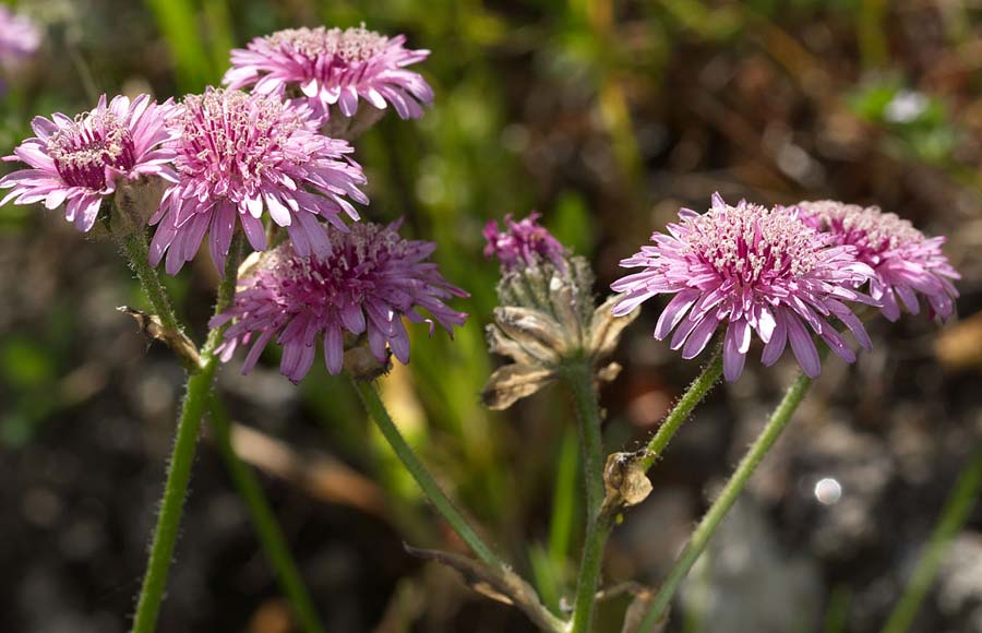 Crepis bivonana \ Bivona-Pippau / Bivona Hawk's-Beard, Sizilien/Sicily Ficuzza 19.4.2016 (Photo: Uwe & Katja Grabner)