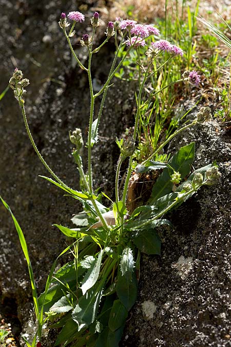 Crepis bivonana \ Bivona-Pippau / Bivona Hawk's-Beard, Sizilien/Sicily Ficuzza 19.4.2016 (Photo: Uwe & Katja Grabner)