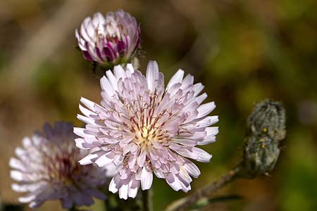 Crepis bivonana \ Bivona-Pippau, Sizilien Monte Grosso 15.4.2016 (Photo: Uwe & Katja Grabner)