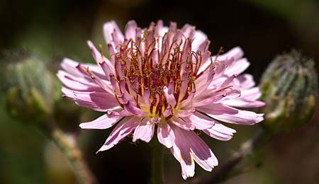 Crepis bivonana \ Bivona-Pippau / Bivona Hawk's-Beard, Sizilien/Sicily Monte Grosso 15.4.2016 (Photo: Uwe & Katja Grabner)