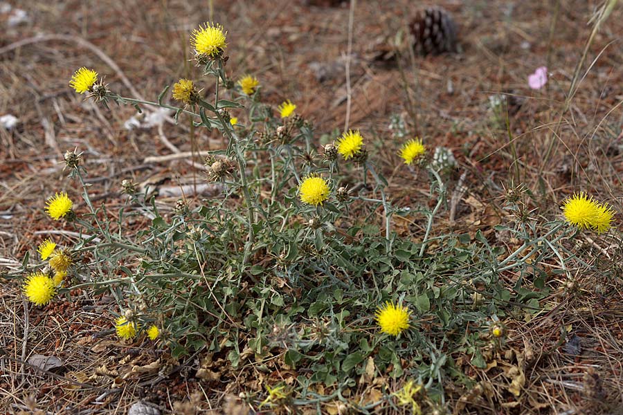 Centaurea sicula \ Sizilianische Flockenblume / Sicilian Knapweed, Sizilien/Sicily Monte Grosso 27.4.2016 (Photo: Uwe & Katja Grabner)