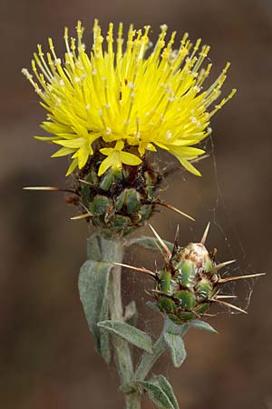 Centaurea sicula \ Sizilianische Flockenblume, Sizilien Monte Grosso 27.4.2016 (Photo: Uwe & Katja Grabner)