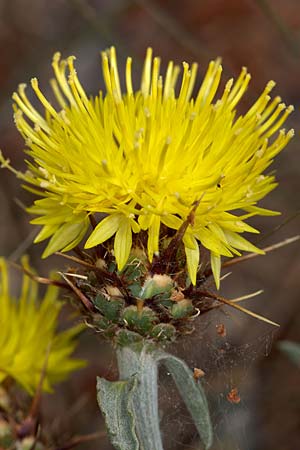 Centaurea sicula \ Sizilianische Flockenblume, Sizilien Monte Grosso 27.4.2016 (Photo: Uwe & Katja Grabner)