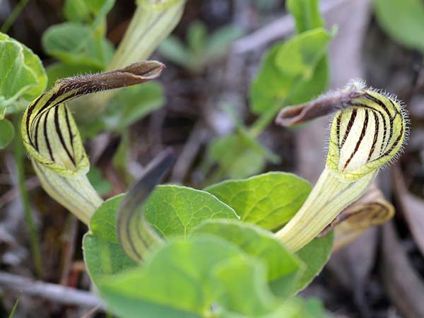 Aristolochia clusii \ Clusius-Osterluzei / Green-Flowered Birthwort, Sizilien/Sicily Bosco di Santo Pietro (Caltagirone) 4.4.2015 (Photo: Uwe & Katja Grabner)