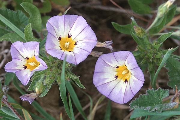 Convolvulus tricolor \ Dreifarbige Winde, Sizilien Villafrati 30.3.1998