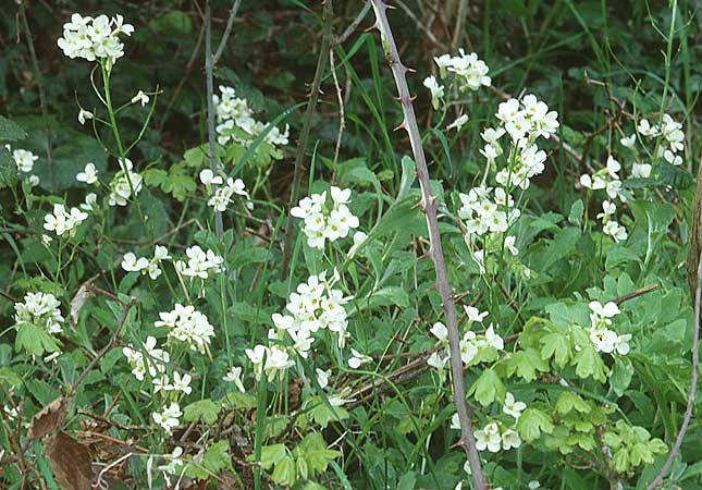 Arabis alpina subsp. alpina \ Alpen-Gnsekresse / Alpine Rock-Cress, Sizilien/Sicily Piano Zucchi 1.5.1998