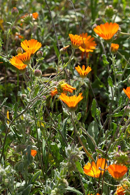 Calendula suffruticosa subsp. fulgida \ Halbstrauchige Ringelblume, Sizilien Monte Grosso 13.4.2016 (Photo: Uwe & Katja Grabner)