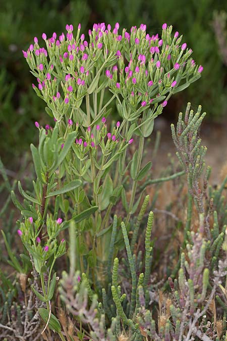 Centaurium tenuiflorum / Slender Centaury, Sicily Trapani 21.4.2016 (Photo: Uwe & Katja Grabner)