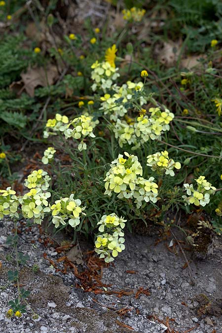 Erysimum bonannianum \ Bonannos Schterich / Bonanno Treacle Mustard, Sizilien/Sicily Madonie 23.4.2016 (Photo: Uwe & Katja Grabner)