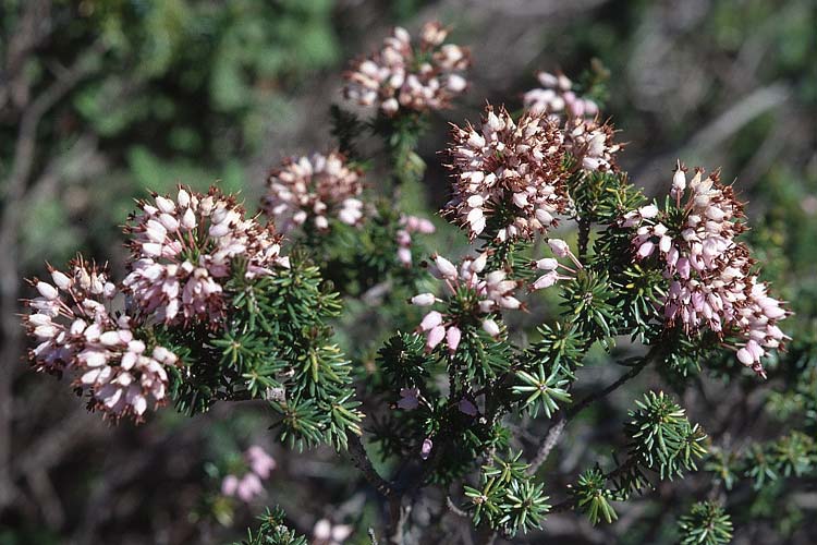 Erica multiflora \ Vielbltige Heide / Mediterranean Heath, Sizilien/Sicily Noto 12.3.2002