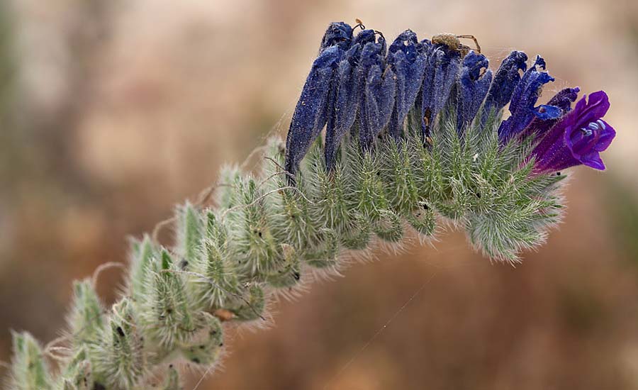 Echium sabulicola \ Strand-Natternkopf, Sizilien Trapani 21.4.2016 (Photo: Uwe & Katja Grabner)