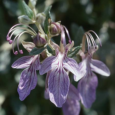 Teucrium fruticans \ Strauchiger Gamander / Schrubby Germander, Sizilien/Sicily Monte Venere 26.4.1998