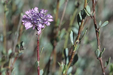 Globularia alypum \ Strauchige Kugelblume, Sizilien Vittoria 12.3.2002