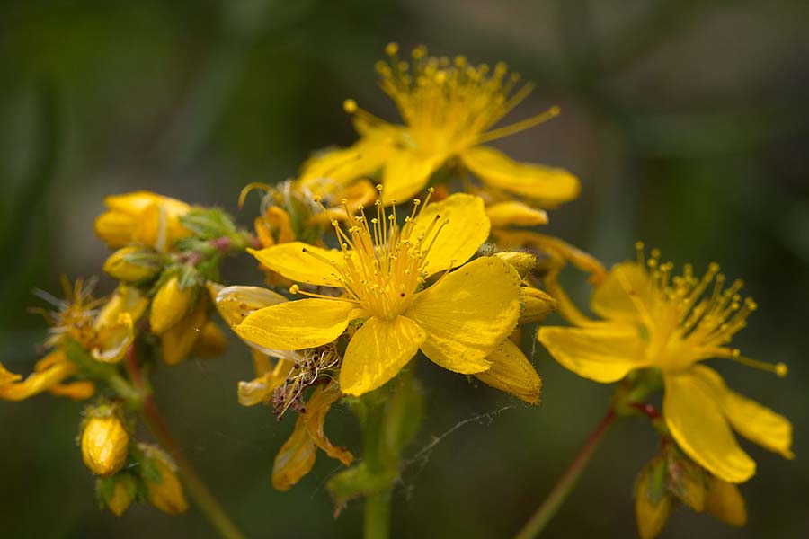 Hypericum perfoliatum \ Durchwachsenblttriges Johanniskraut / Perfoliate St. John's-Wort, Sizilien/Sicily Lago di Rosalia 27.4.2016 (Photo: Uwe & Katja Grabner)