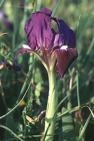 Iris pseudopumila \ Sizilianische Zwerg-Iris / Sicilian Dwarf Iris, Sizilien/Sicily Monte Grosso 4.4.1998