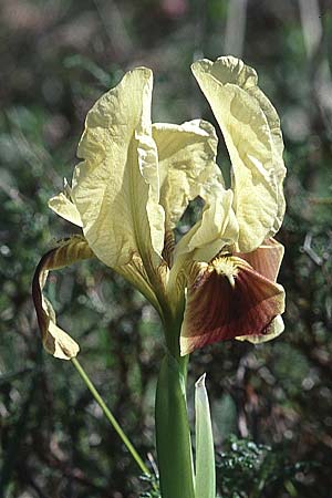 Iris pseudopumila \ Sizilianische Zwerg-Iris / Sicilian Dwarf Iris, Sizilien/Sicily Noto 12.3.2002