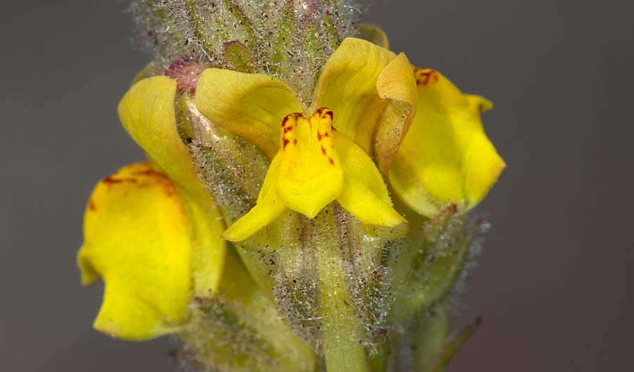 Linaria heterophylla \ Verschiedenblttriges Leinkraut, Sizilien Linguaglossa 25.4.2016 (Photo: Uwe & Katja Grabner)