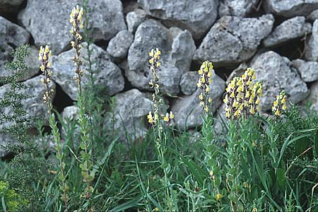 Linaria triphylla \ Dreiblttriges Leinkraut / Three-Leaved Toadflax, Sizilien/Sicily Ferla 1.4.1998