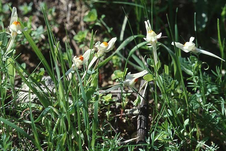 Linaria reflexa \ Zurckgebogenfrchtiges Leinkraut / Reflexed-fruit Toadflax, Sizilien/Sicily Ferla 13.3.2002