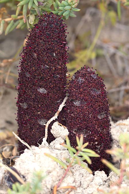 Cynomorium coccineum \ Malteserschwamm / Maltese Fungus, Desert Thumb, Sizilien/Sicily Trapani 21.4.2016 (Photo: Uwe & Katja Grabner)