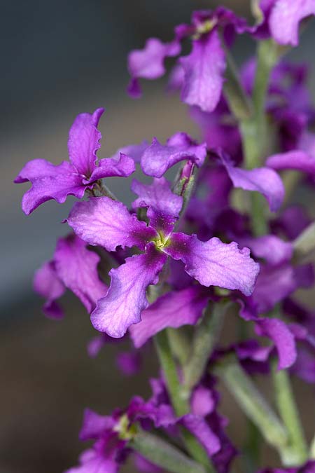 Matthiola fruticulosa \ Trbe Levkoje, Kleine Levkoje / Sad Stock, Sizilien/Sicily Madonie 23.4.2016 (Photo: Uwe & Katja Grabner)