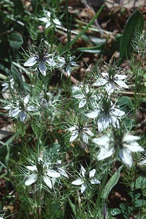 Nigella damascena / Love in a Mist, Devil in a Bush, Sicily Niscemi 28.4.1998