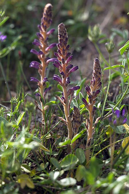 Phelipanche lavandulacea \ Lavendel-Sommerwurz / Lavender Broomrape, Sizilien/Sicily Lago di Rosalia 14.4.2016 (Photo: Uwe & Katja Grabner)