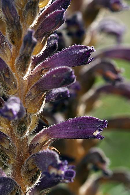 Phelipanche lavandulacea / Lavender Broomrape, Sicily Lago di Rosalia 14.4.2016 (Photo: Uwe & Katja Grabner)