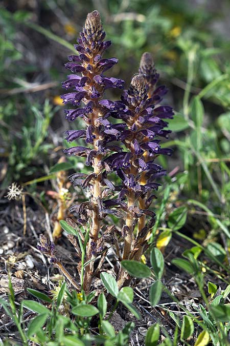 Phelipanche lavandulacea \ Lavendel-Sommerwurz / Lavender Broomrape, Sizilien/Sicily Lago di Rosalia 14.4.2016 (Photo: Uwe & Katja Grabner)