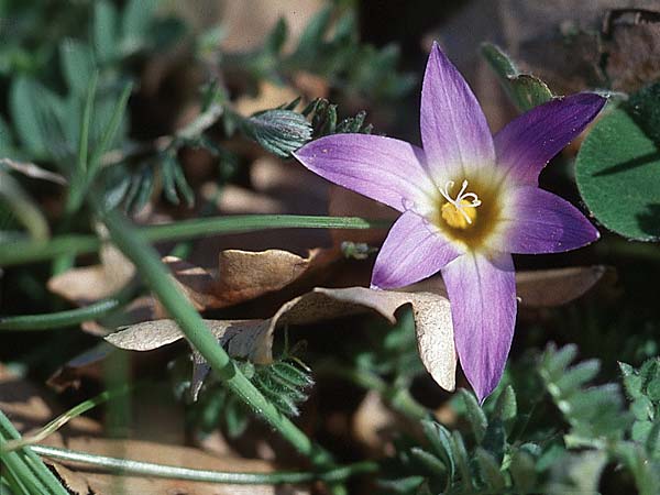 Romulea ramiflora \ Verzweigter Scheinkrokus / Branched Sand Crocus, Sizilien/Sicily Messina 29.3.1998