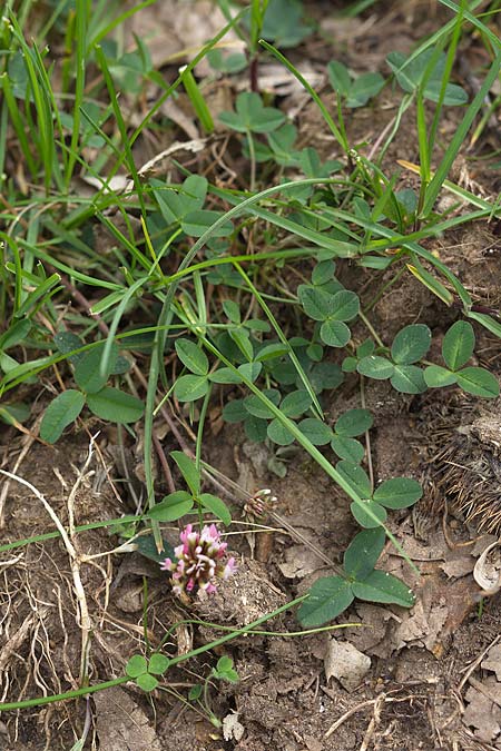 Trifolium bivonae \ Bivonas Klee, Sizilien Madonie 23.4.2016 (Photo: Uwe & Katja Grabner)