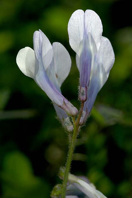 Vicia glauca \ Blaugrne Wicke / Glaucous Vetch, Sizilien/Sicily Ätna Ostseite / Etna Eastern side 26.4.2016 (Photo: Uwe & Katja Grabner)